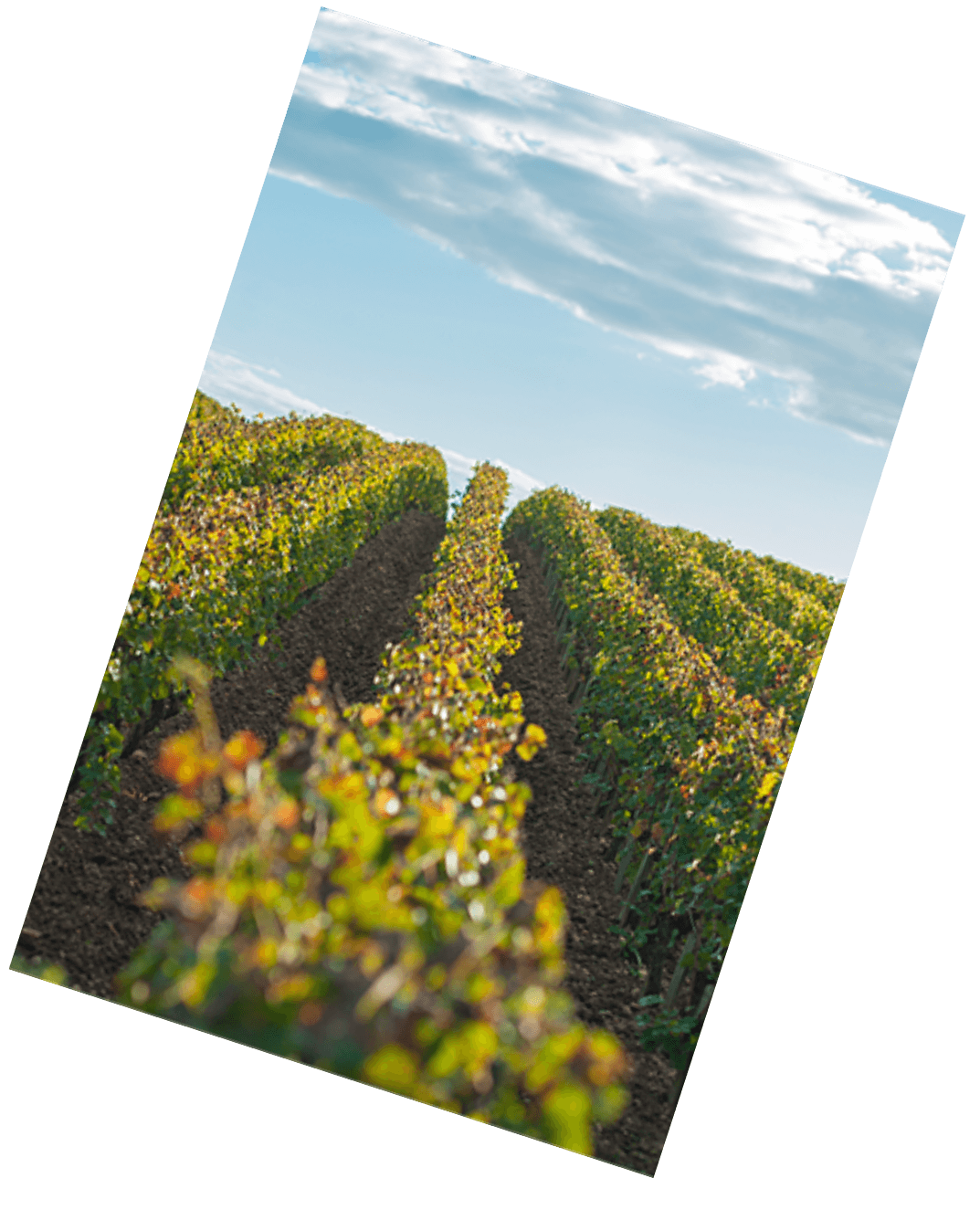 Vinification